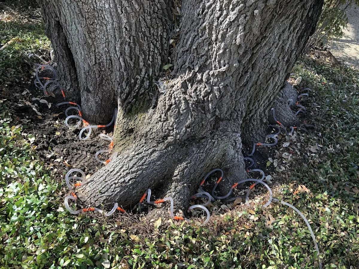 Detailed Tree Cabling and Bracing job site in Bowler