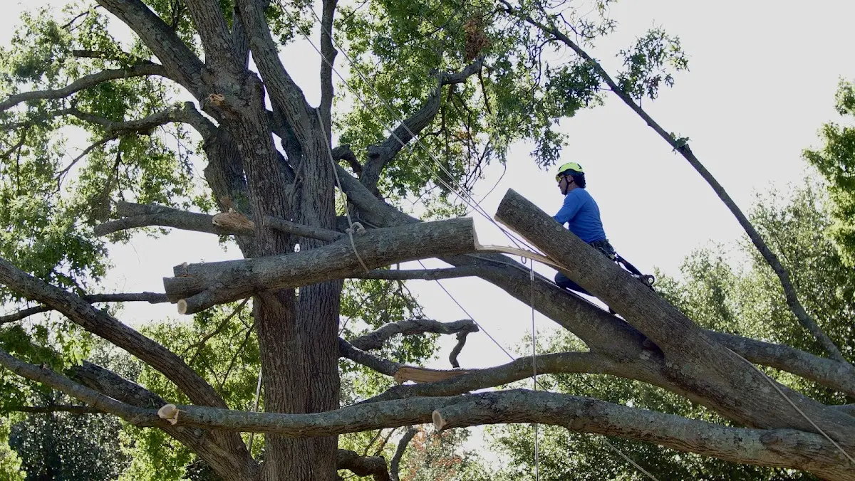 Professional Crown Thinning performed by certified arborists in Bowler